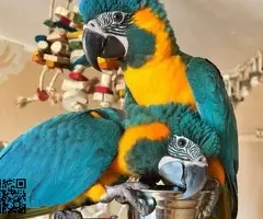 Blue and Gold Macaw available for Rehoming - 4