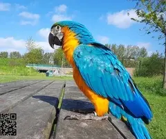 Blue and Gold Macaw available for Rehoming - 5