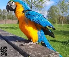 Blue and Gold Macaw available for Rehoming - 6