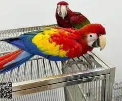 Guacamayo Jacinto