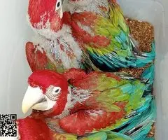 Guacamayo Jacinto - 2