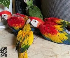 Guacamayo Jacinto - 3