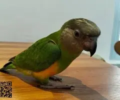 Vendo loro you you de 7 meses