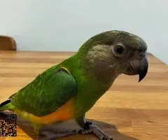 Vendo loro you you de 7 meses - 2