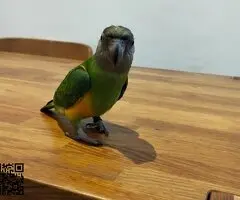 Vendo loro you you de 7 meses - 3