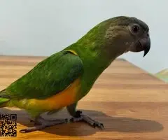 Vendo loro you you de 7 meses - 4