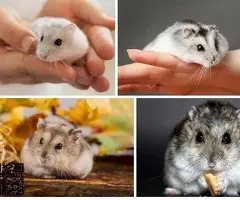 Hámster ruso