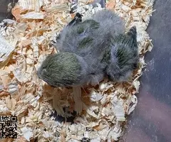 Agaporni Rosicolli papillero