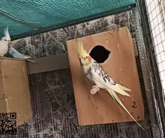 Ninfas reproductoras
