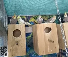 Ninfas reproductoras - 3