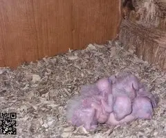 Loro caique cabeza naranja papilleros