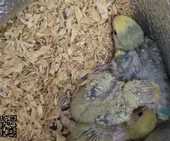 Agaporni papilleros