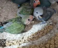 AGAPORNIS ROSICOLLI PAPILLEROS 605205257
