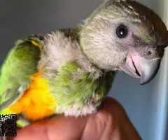 You you papillero