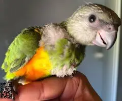 You you papillero - 2