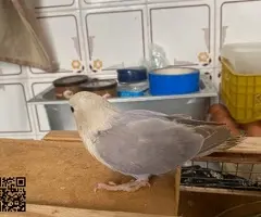 Agapornis Papilleros , Jóvenes y Adultos