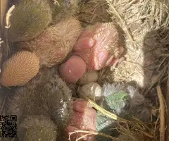 Agapornis Papilleros , Jóvenes y Adultos - 2