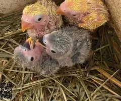 Agapornis Papilleros , Jóvenes y Adultos - 3