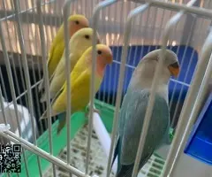 Agapornis Papilleros , Jóvenes y Adultos - 4