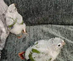 Pyrrhuras papilleras