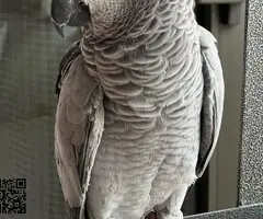 Loros grises africanos - 4