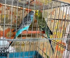 Pareja de periquitos