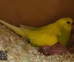Periquitos papilleros