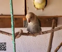 parejas de agapornis fischer y roseicollis