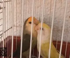 parejas de agapornis fischer y roseicollis - 2