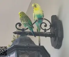 Regalo pareja de periquitos jóvenes macho hembra