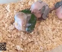 Caiques cabeza naranja