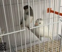 Canario hembra blanca