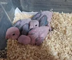 Loro caique cabeza naranja papilleros