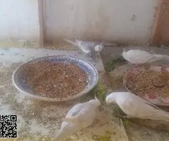 parejas de ninfas albinos y lutinas - 4