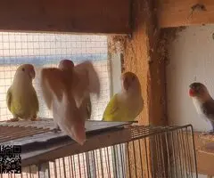parejas de agapornis fischer y roseicollis
