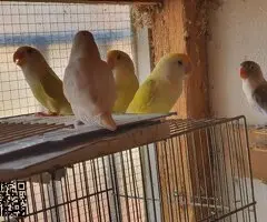 parejas de agapornis fischer y roseicollis