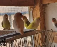 parejas de agapornis fischer y roseicollis - 3