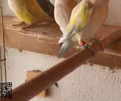 parejas de agapornis fischer y roseicollis - 4