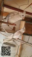 parejas de ninfas albinos y lutinas - 6