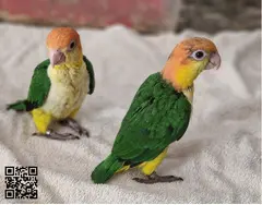 Loro caique cabeza naranja papilleros