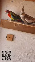 tres parejas de ninfas y tres parejas de agapornis + regalo un macho de rosella - 4