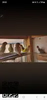 tres parejas de ninfas y tres parejas de agapornis + regalo un macho de rosella - 5