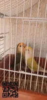 tres parejas de ninfas y tres parejas de agapornis + regalo un macho de rosella - 6