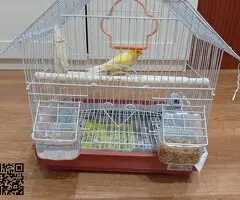 Canario joven con su jaula y complementos - 4