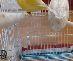 Canario joven con su jaula y complementos - 6