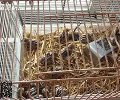 Vendo gallinas patos codornices