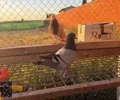 Vendo gallinas patos codornices - 2