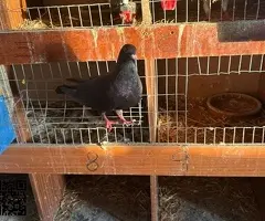 Vendo gallinas patos codornices - 3