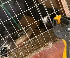 Vendo gallinas patos codornices - 5