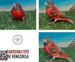 Cardenalitos de Venezuela - 5